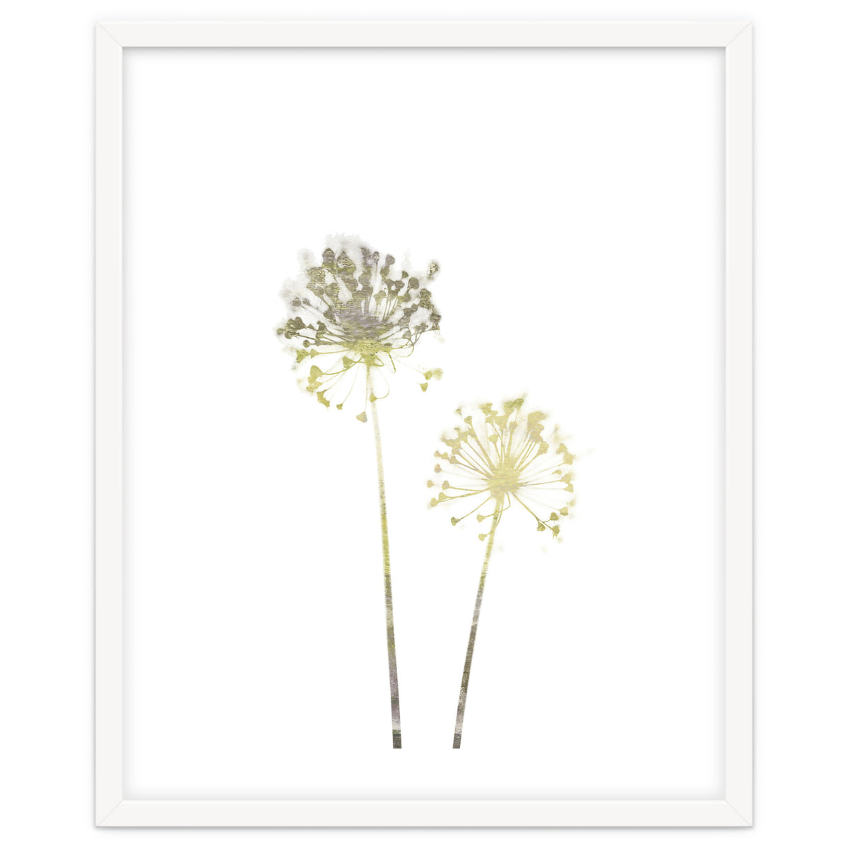 Neutral Dandelions
