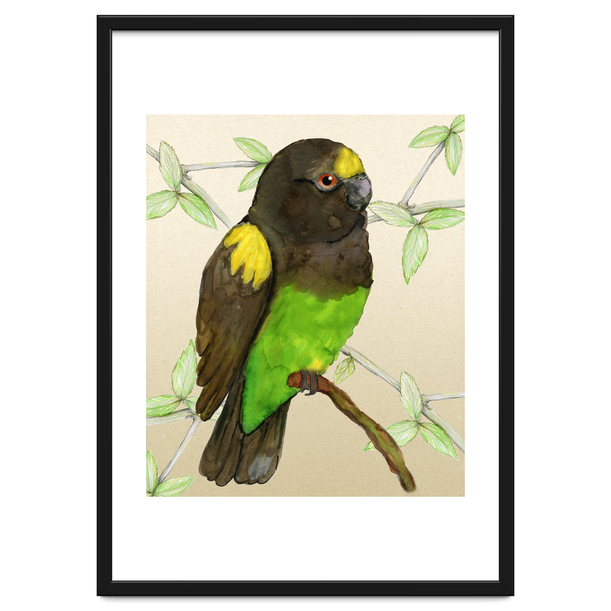 Meyer's parrot watercolor