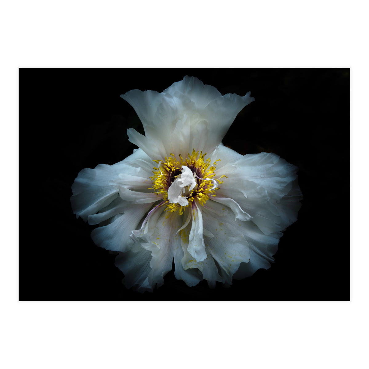 Backyard Flowers 49 Color Version (Print Only)