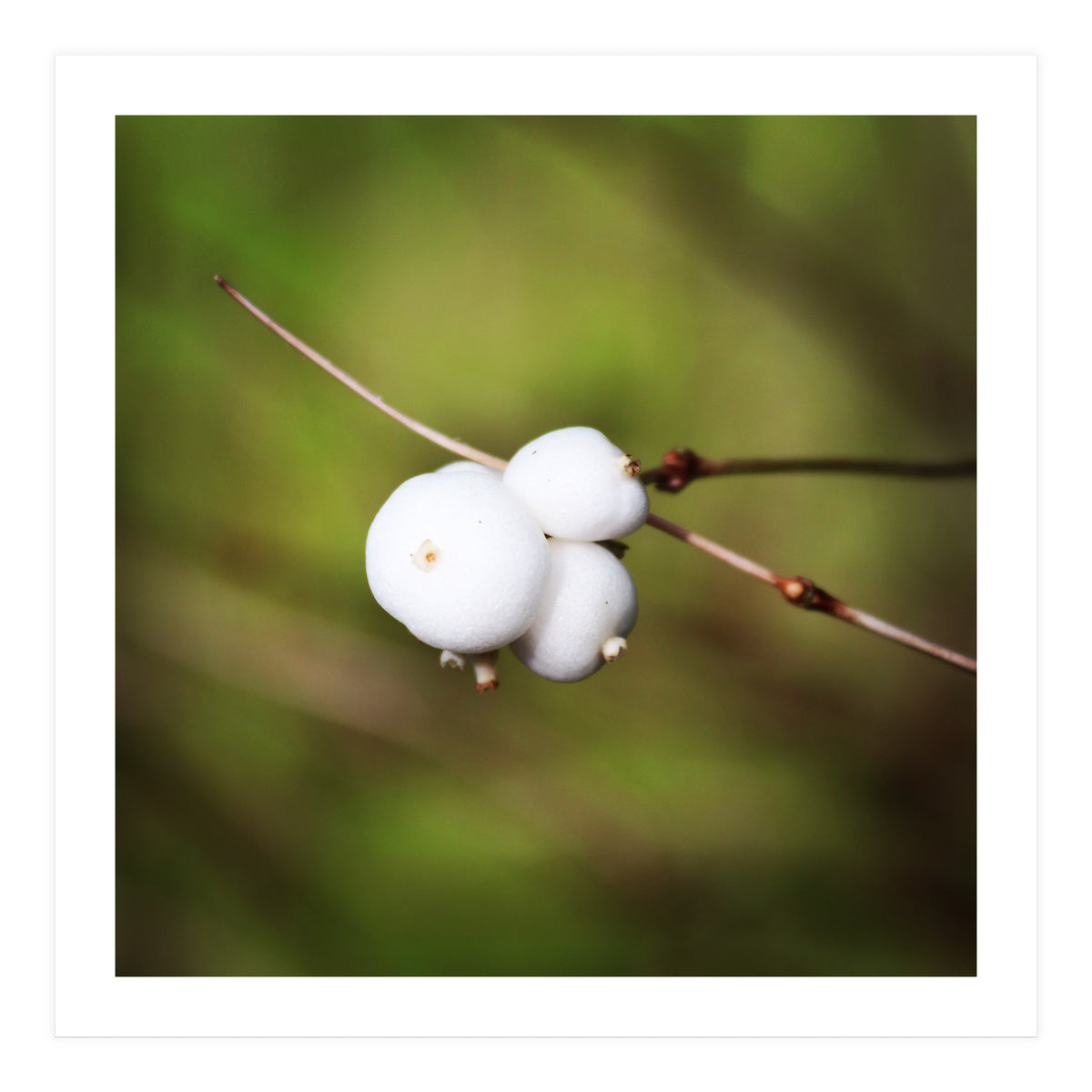 winter berries (Print Only)