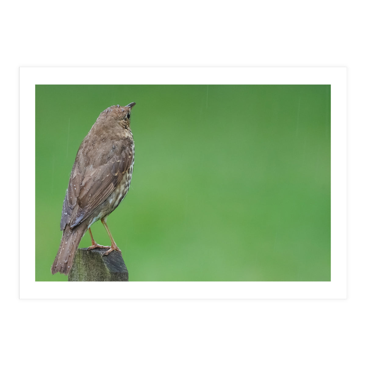 Watching the rain (Print Only)