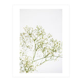 Flowers (Print Only) thumbnail