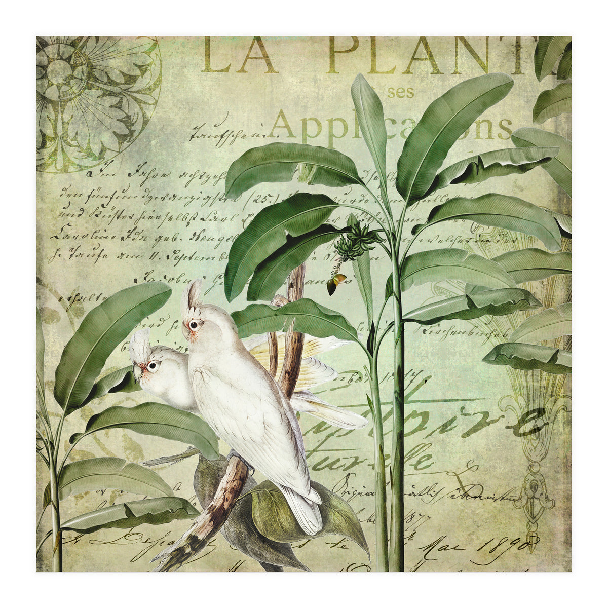 Nostalgic Cockatoo  (Print Only)