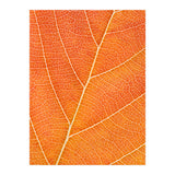 Autumn Leaf (Print Only) thumbnail