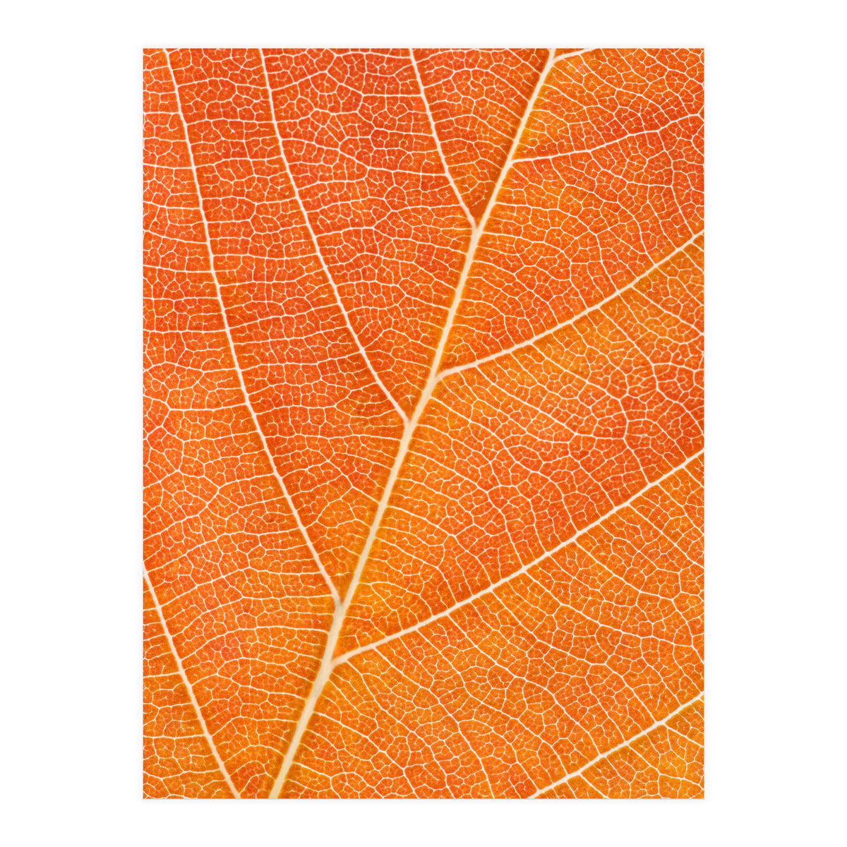 Autumn Leaf (Print Only)