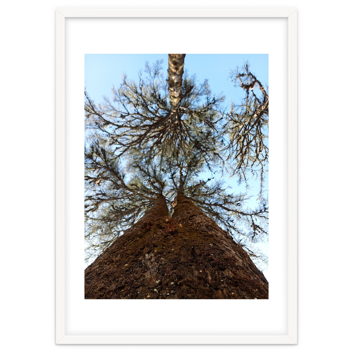 Ataraxia - Tree Series 2