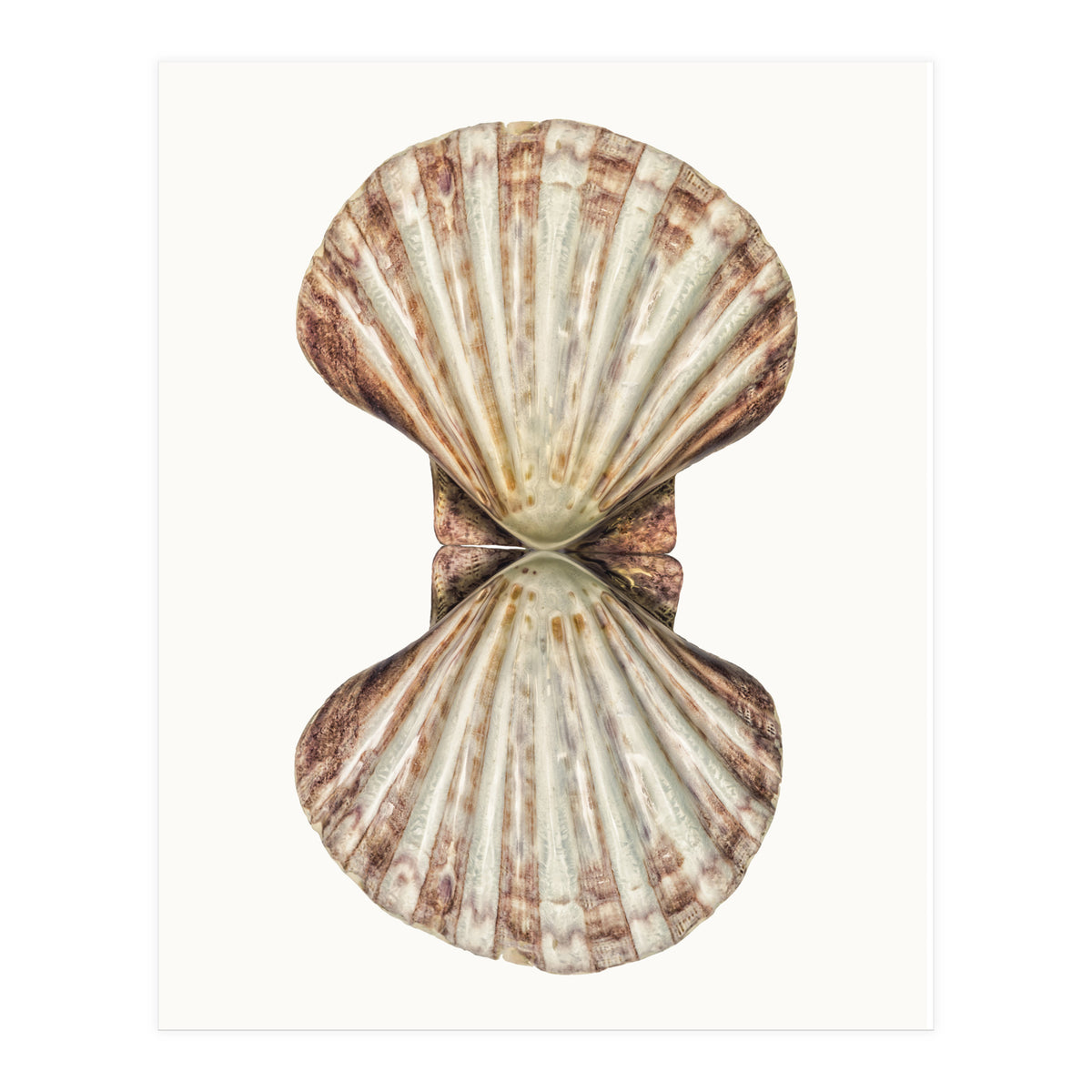 Cc Shell 06 (Print Only)