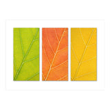 Autumn Leaves (Print Only) thumbnail