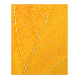 Autumn Leaf (Print Only) thumbnail