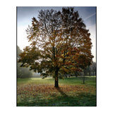 Autumnal Tree (Print Only) thumbnail