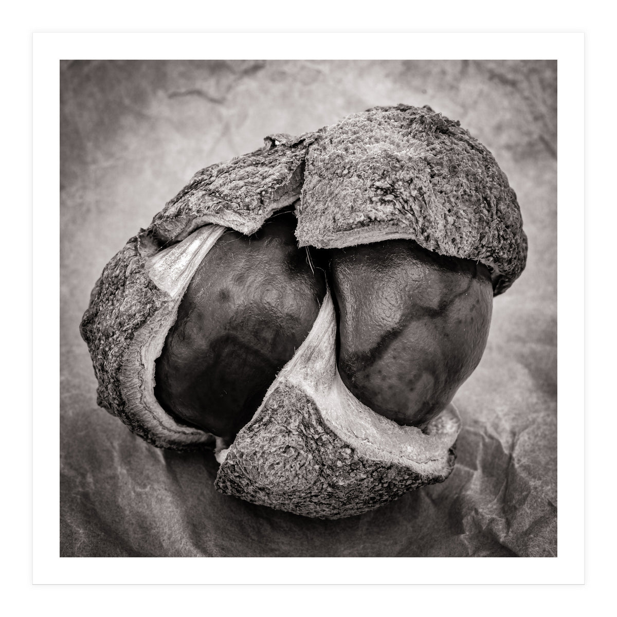 Double Conker (Print Only)