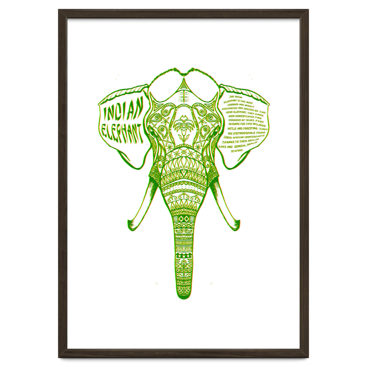 Indian Elephant