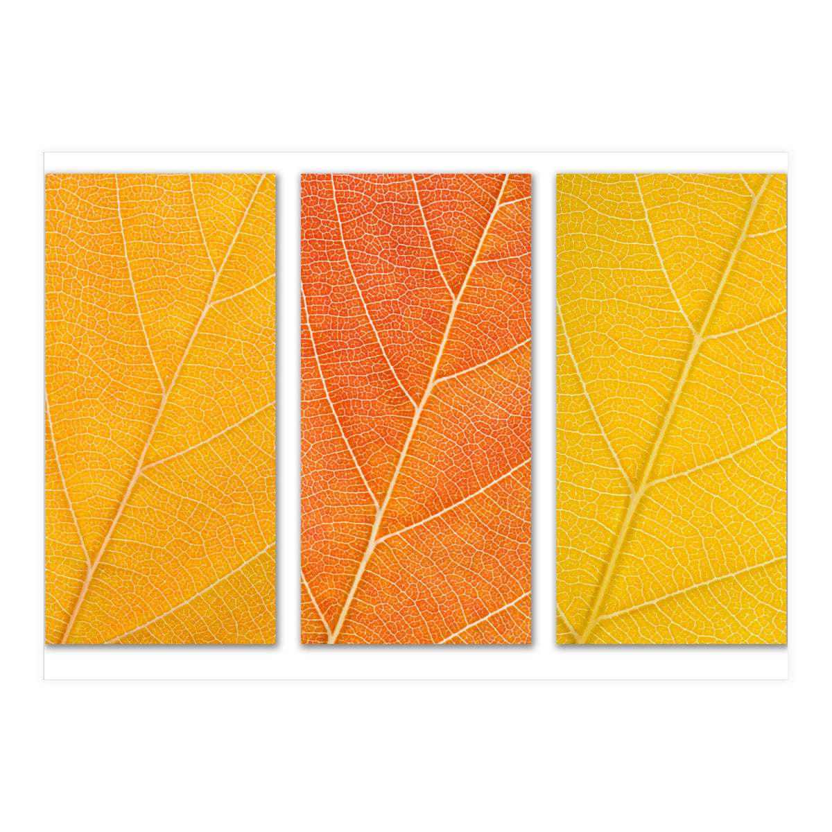 Autumn Leaves (Print Only)