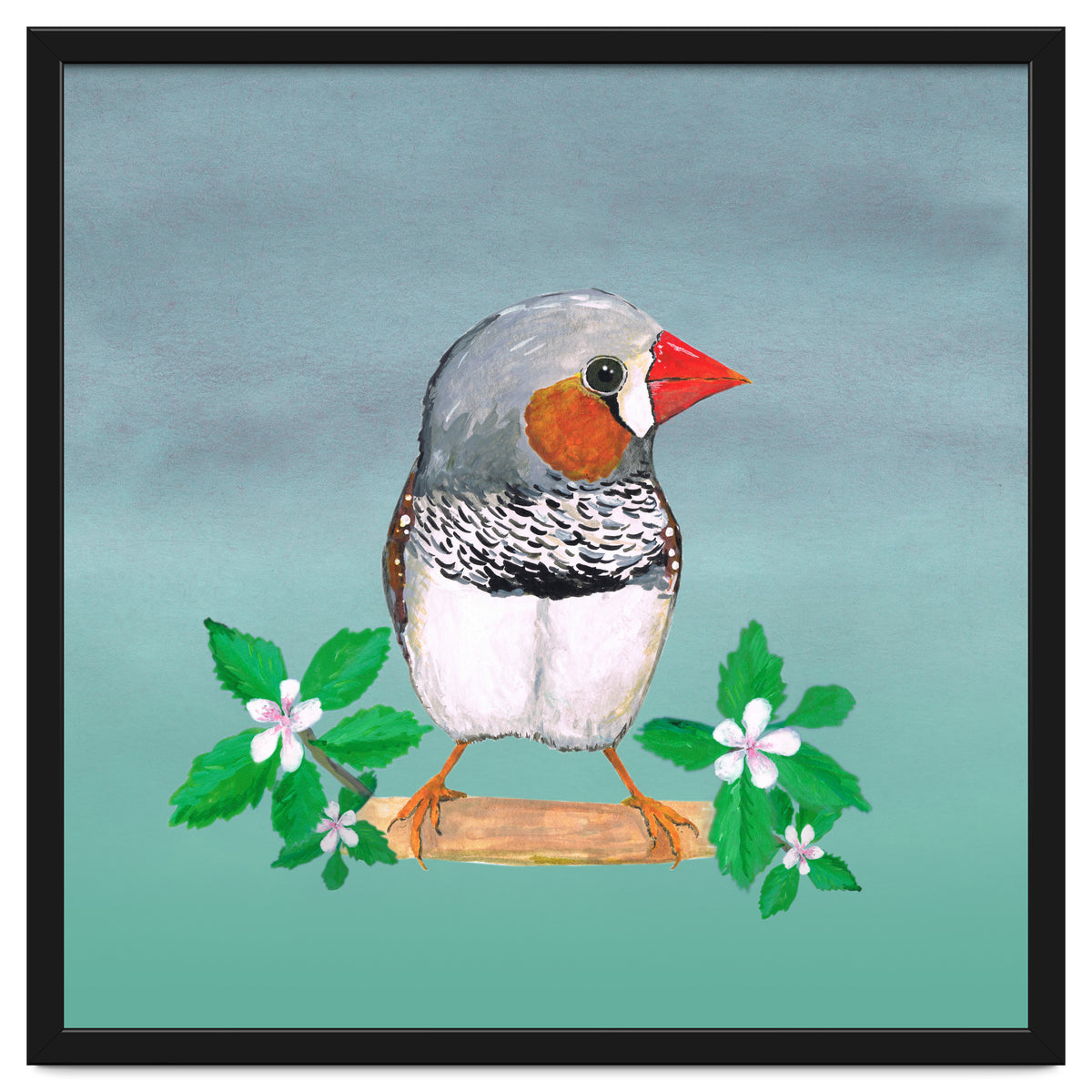 Zebra finch
