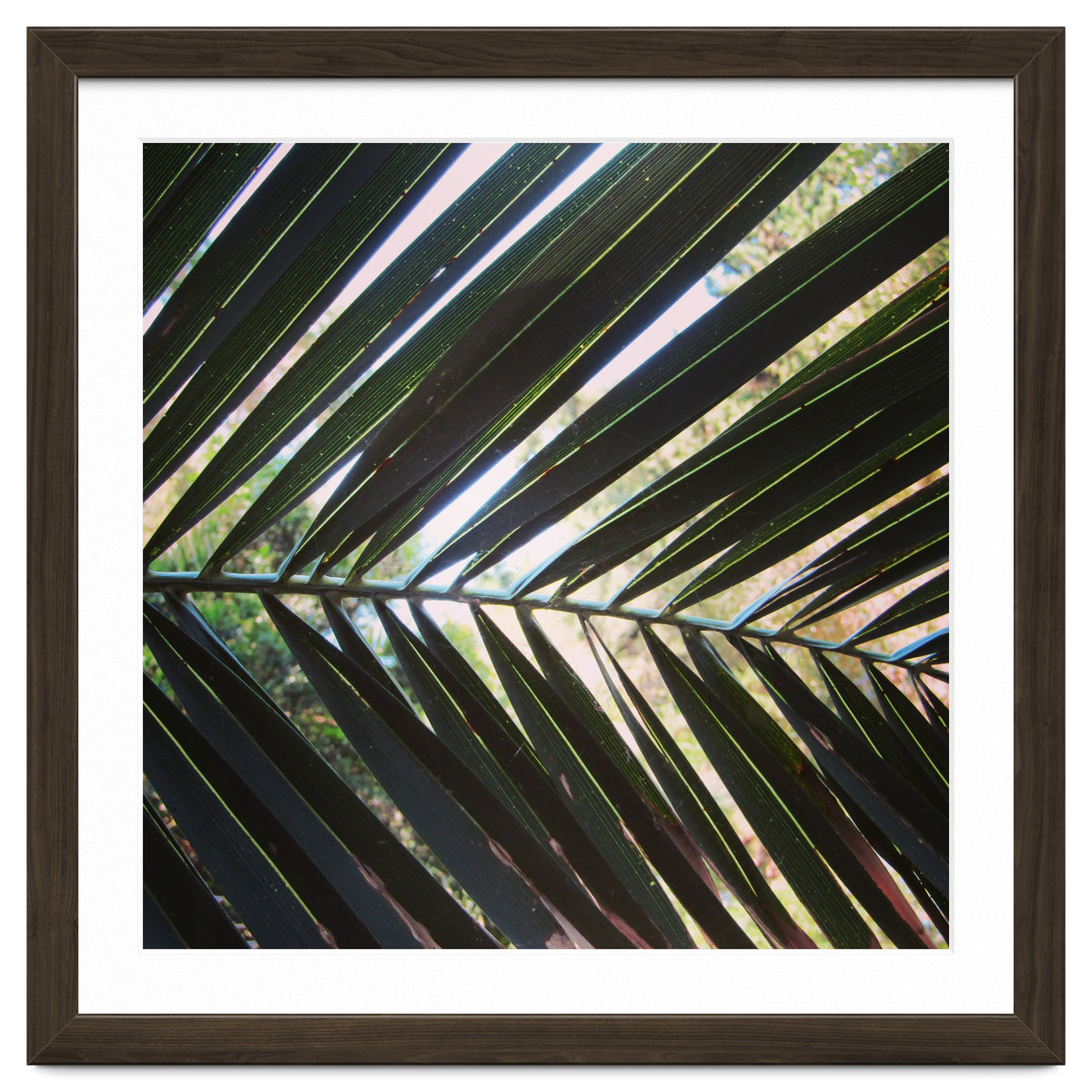 Palm leaf