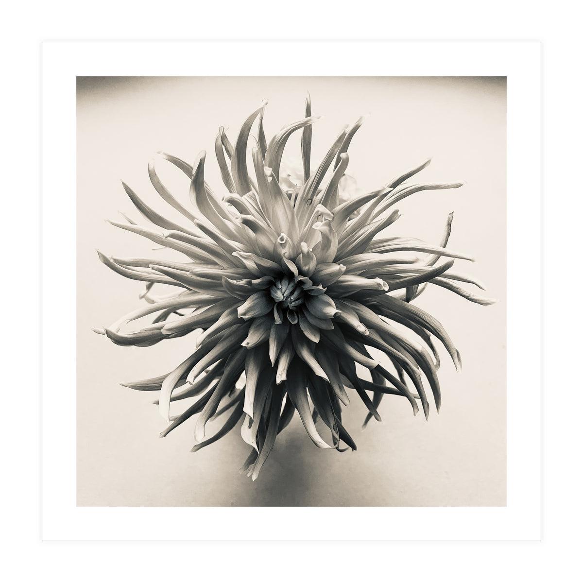 Dahlia (Print Only)