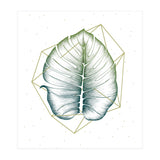 Geometry And Nature II (Print Only) thumbnail