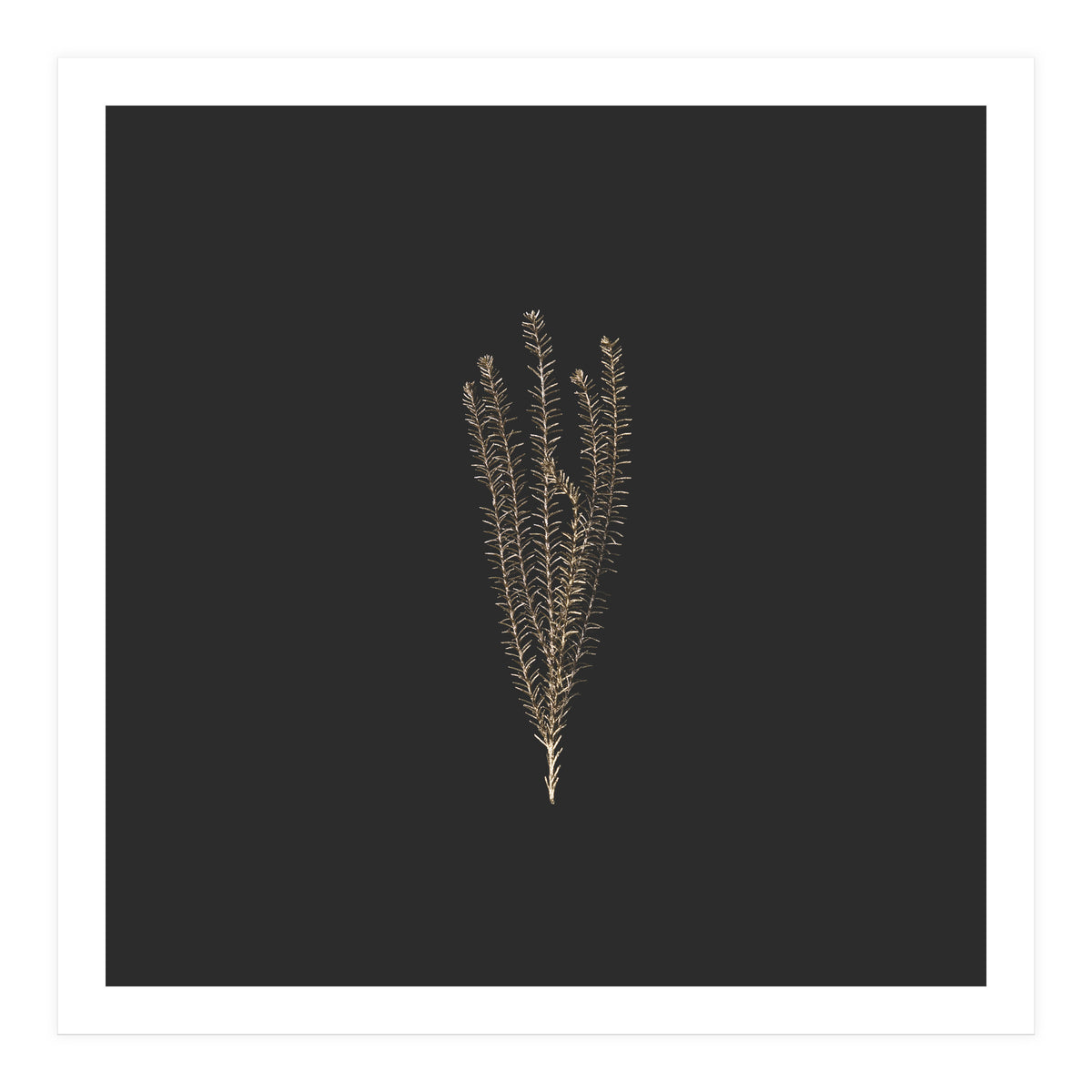 Delicate Fynbos Botanicals in Gold and Black - Square (Print Only)