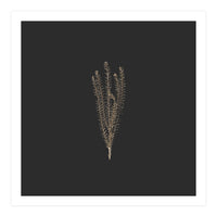 Delicate Fynbos Botanicals in Gold and Black - Square (Print Only)