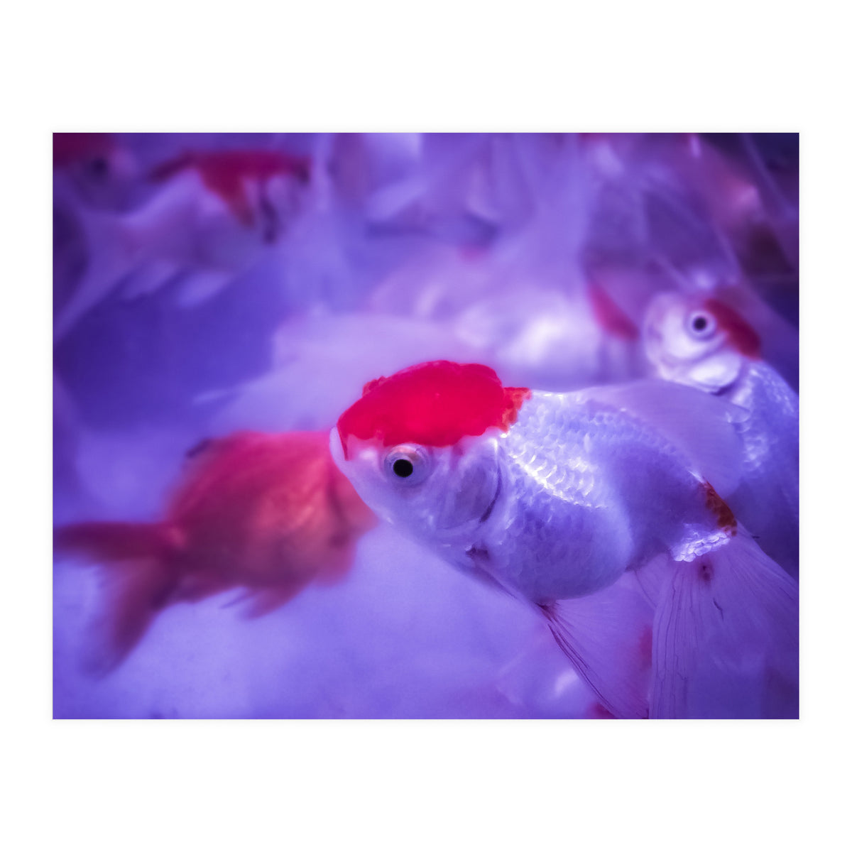 Golden Fish (Print Only)