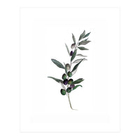 Botanical Illustration Olive (Print Only)