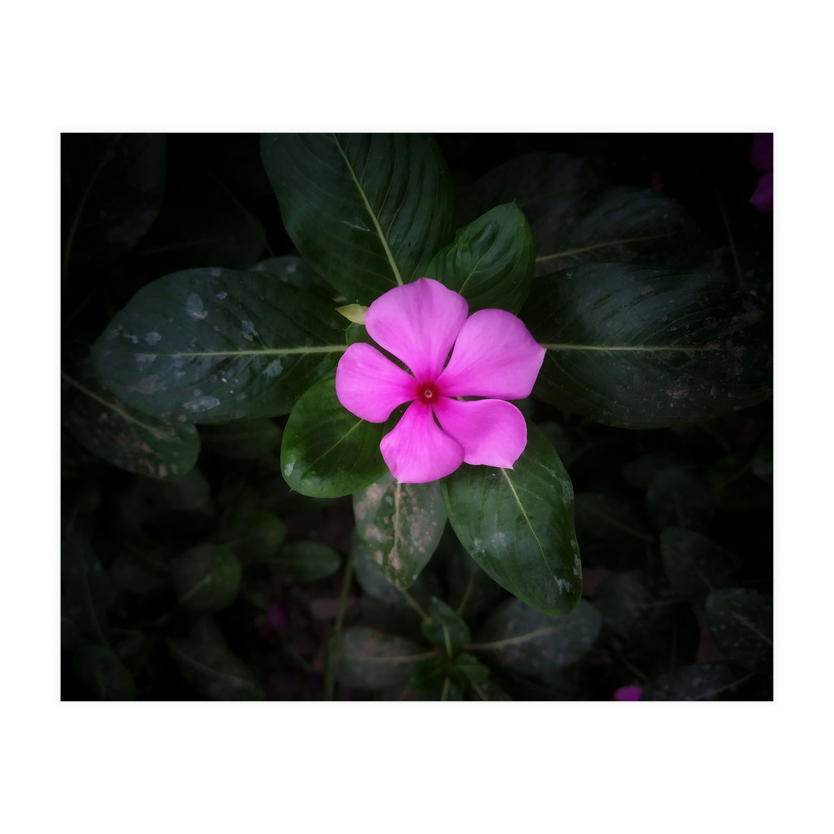 Floral vibes (Print Only)