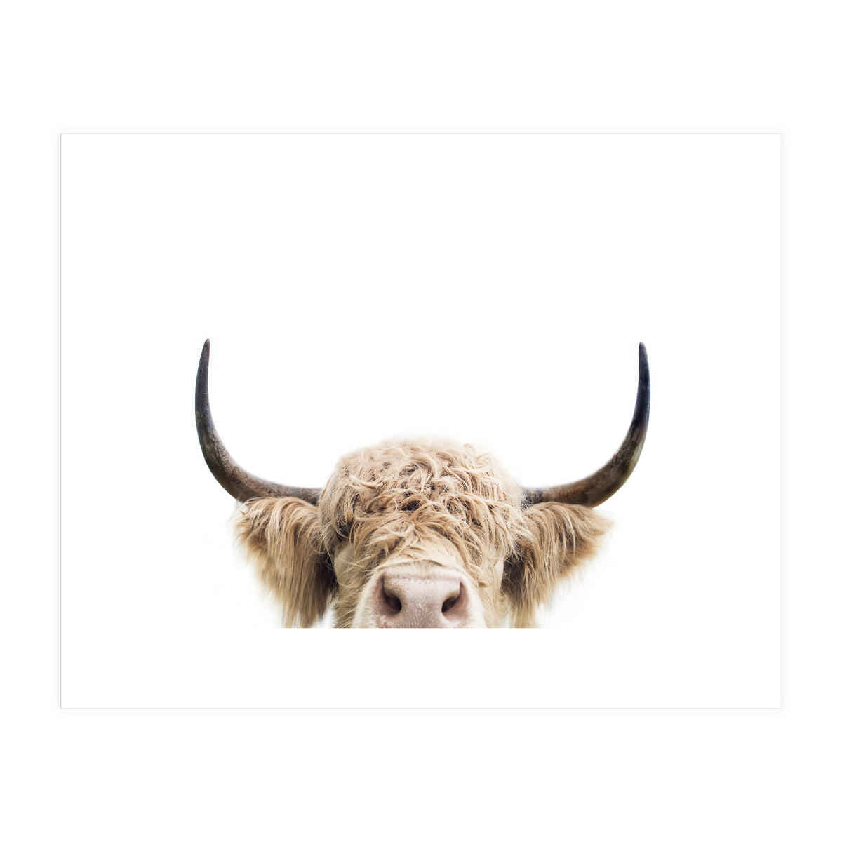 Peeking Cow (Print Only)