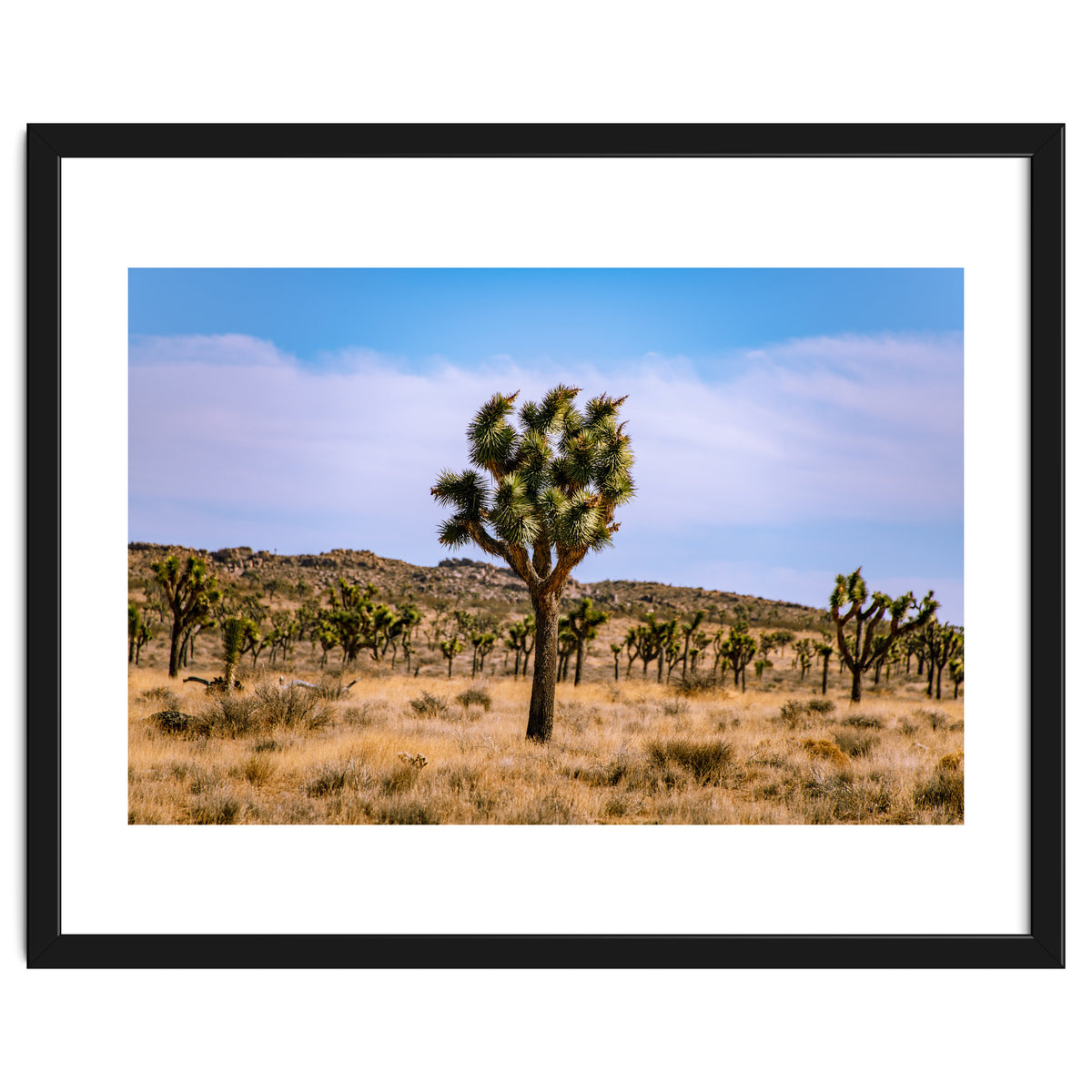 Joshua Tree