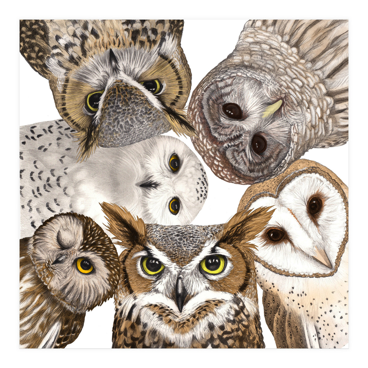 Owls (Print Only)