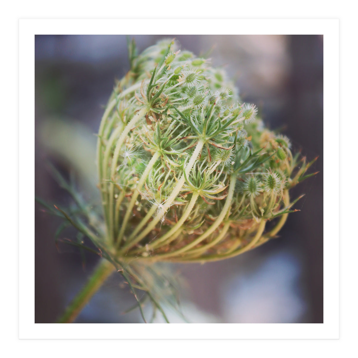 Seed head (Print Only)