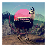 Llama (Print Only) thumbnail