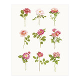 Cc Roses 07 (Print Only) thumbnail