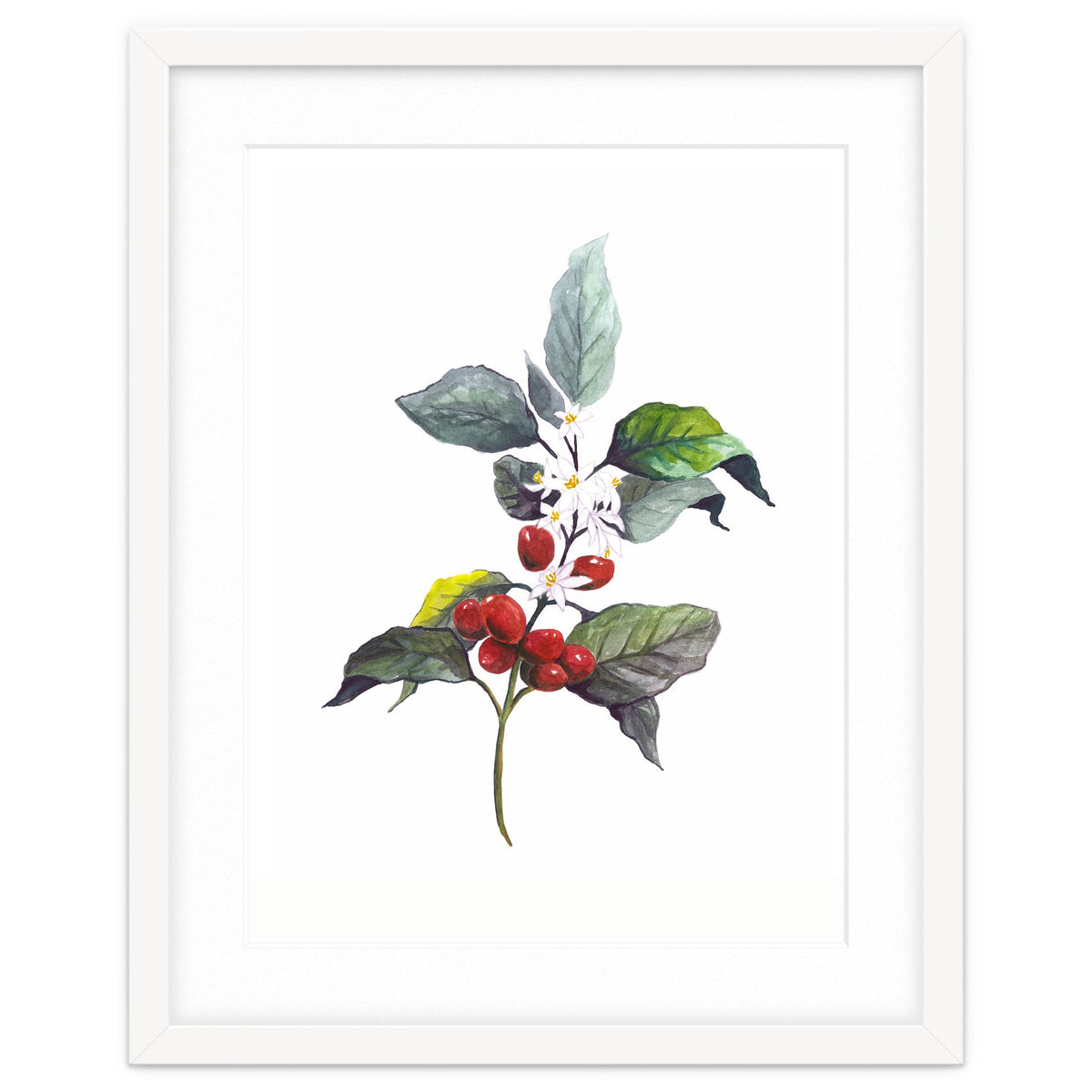 1 Botanical Illustration Kaffee Pflanze
