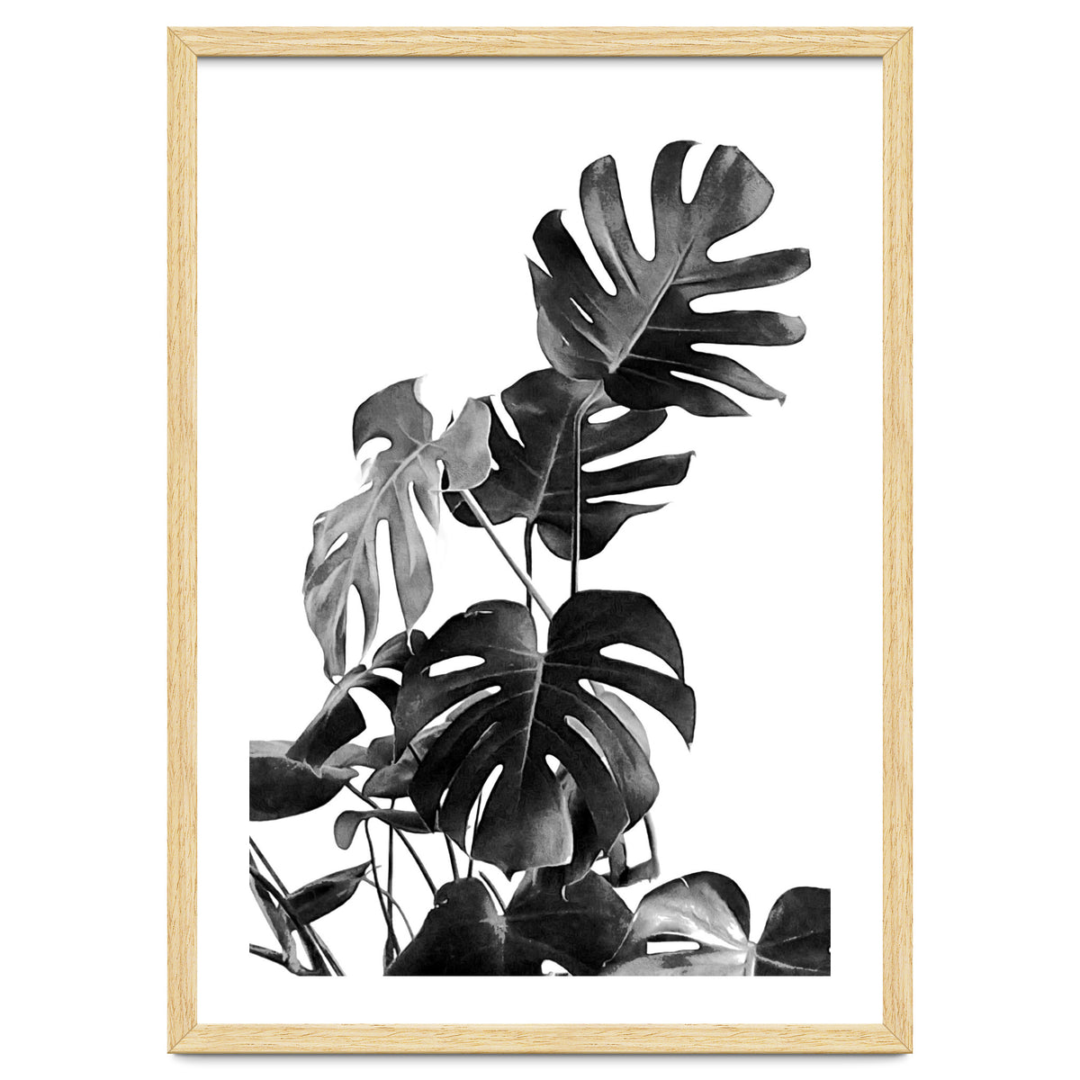 Monstera Black And White 09