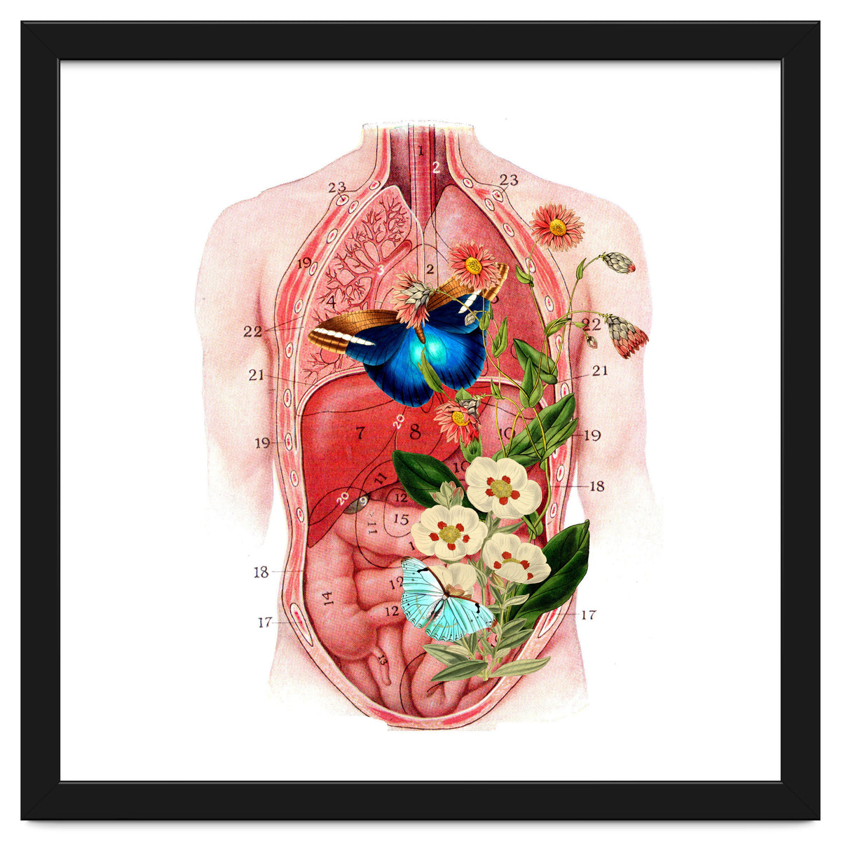 Butterflys In The Belly Makes Flower Grows