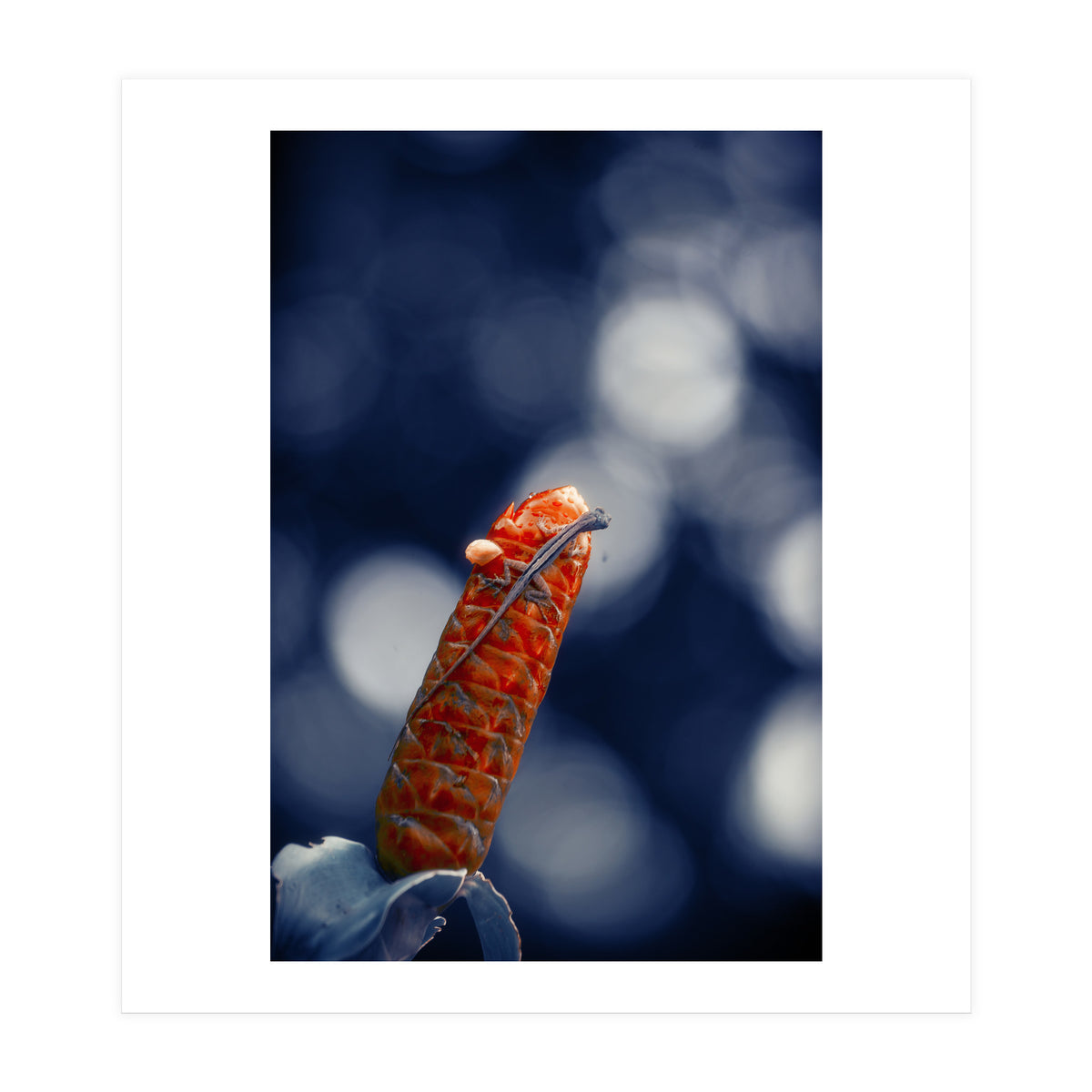 Red Ginger Flower (Print Only)