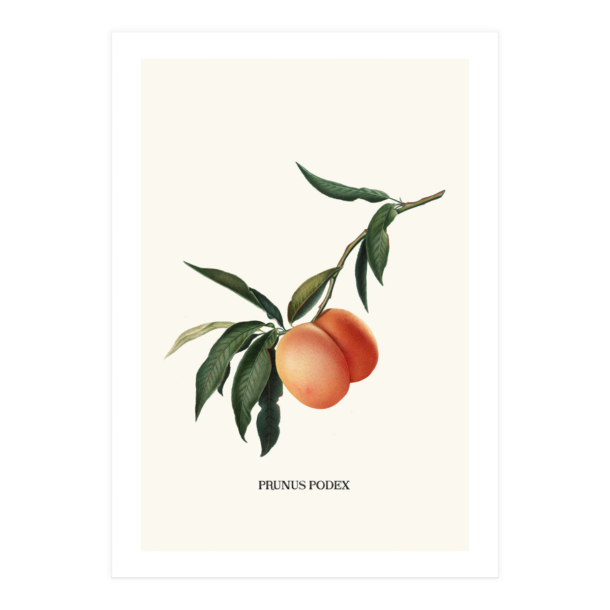 Peachy (Print Only)