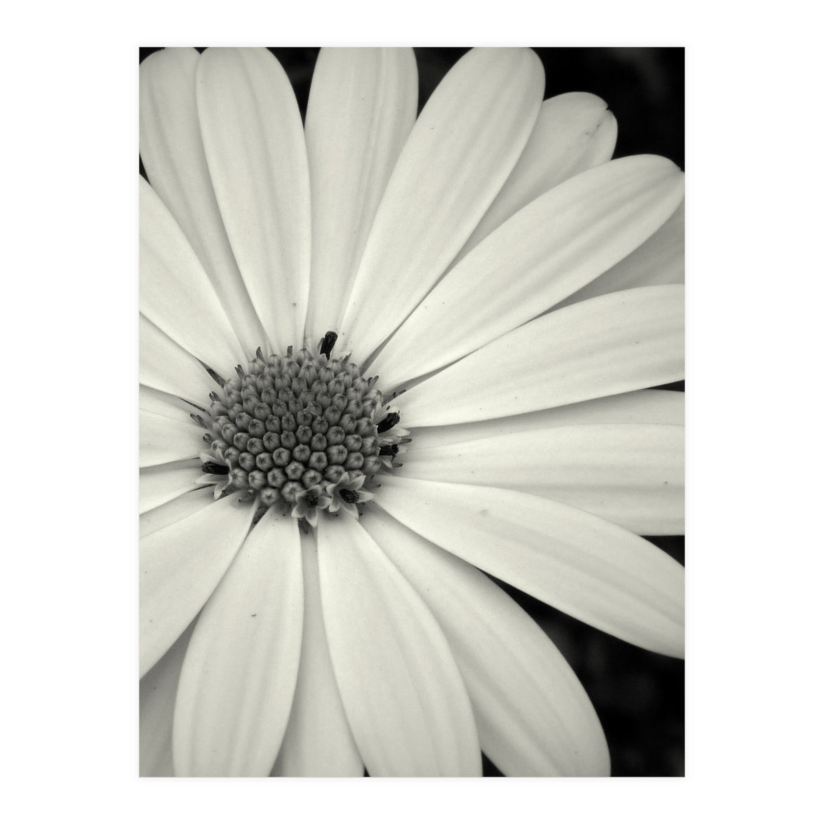 Simplicity  (Print Only)