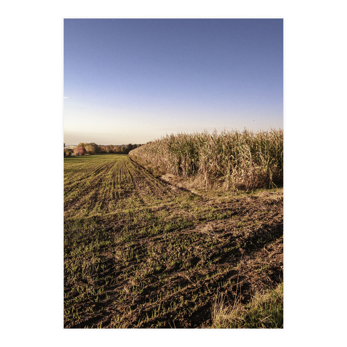 Bucolism 3 (Print Only)