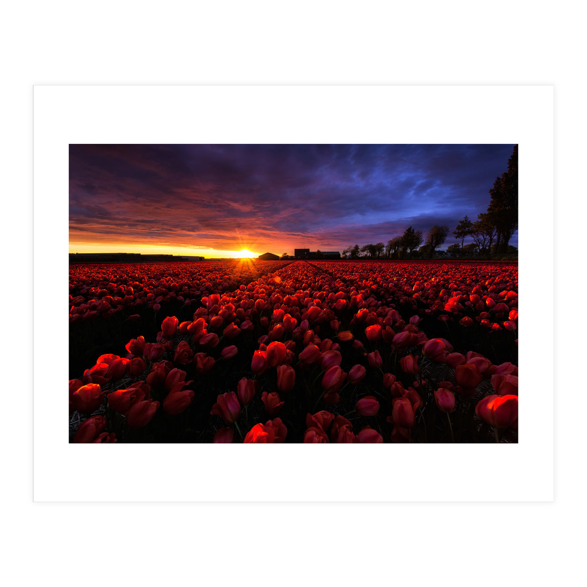 Red And Blue (Print Only)