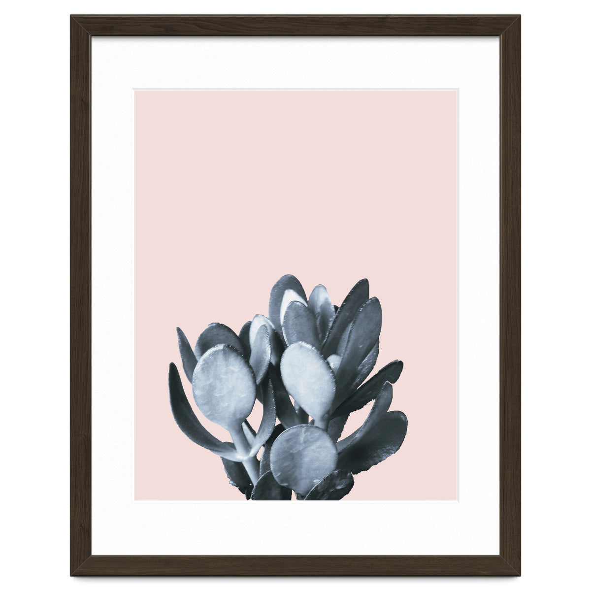 Cactus collection BL-II