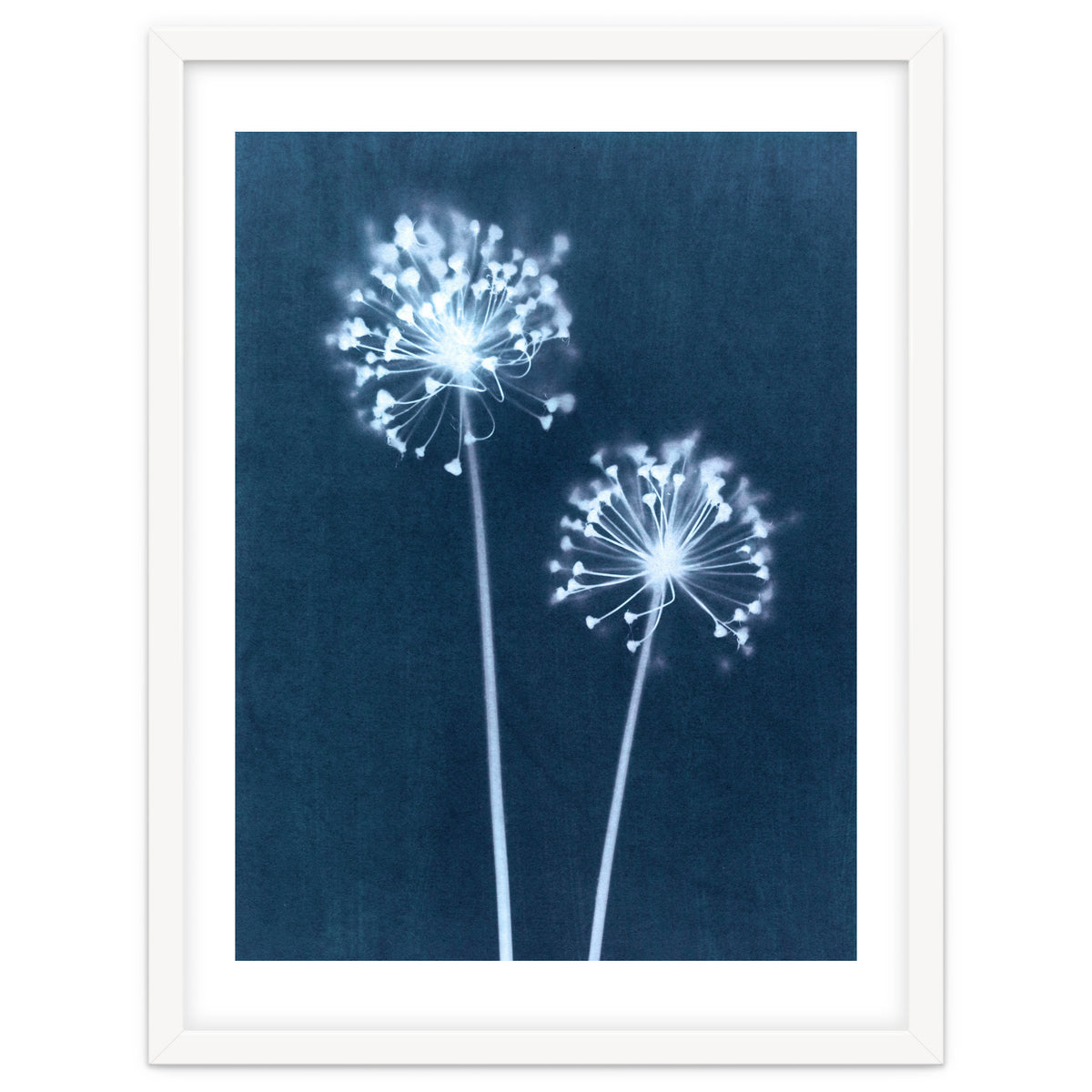 Indigo Dandelion