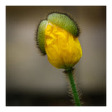 Yellow Poppy Opening  (Print Only) thumbnail