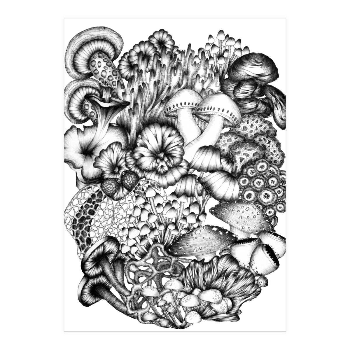 Medley Of Mushrooms (Print Only)