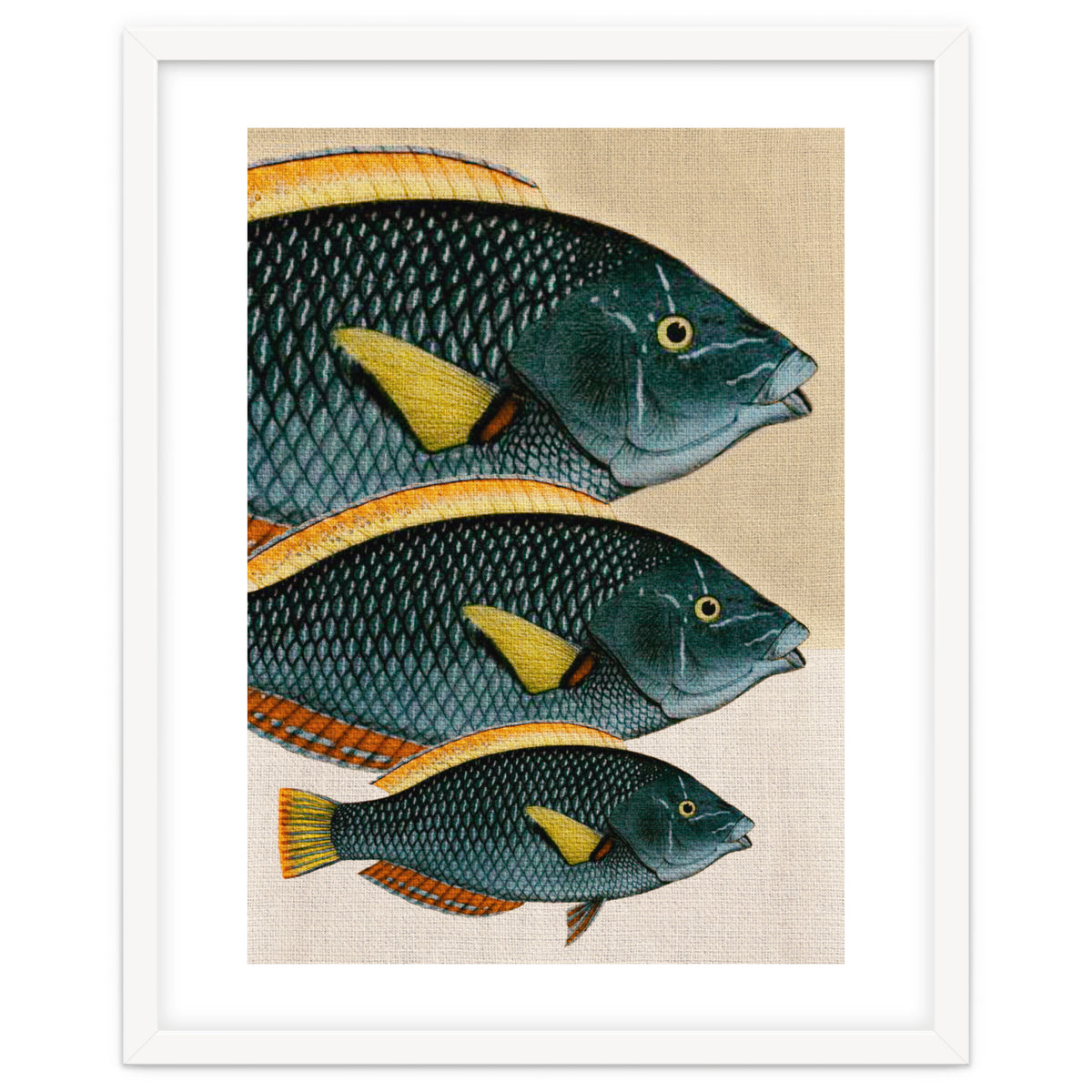 Fish Classic Designs 10