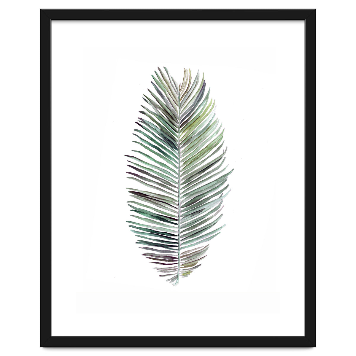 Botanical Illustration Cocos Palm