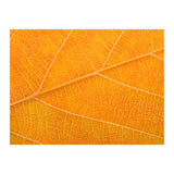 Autumn Leaf (Print Only) thumbnail