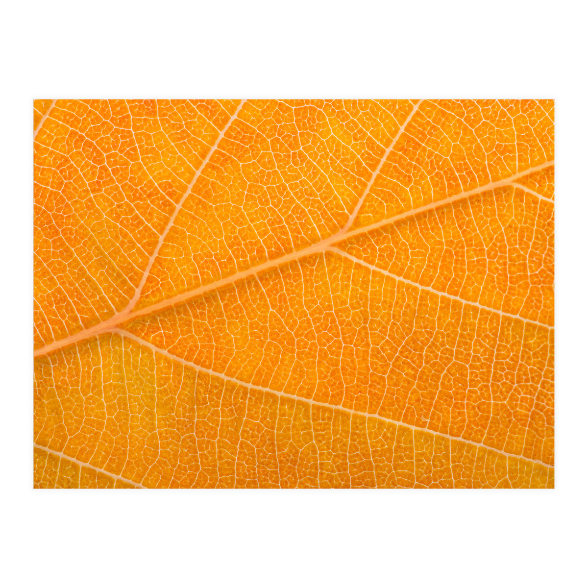 Autumn Leaf (Print Only)