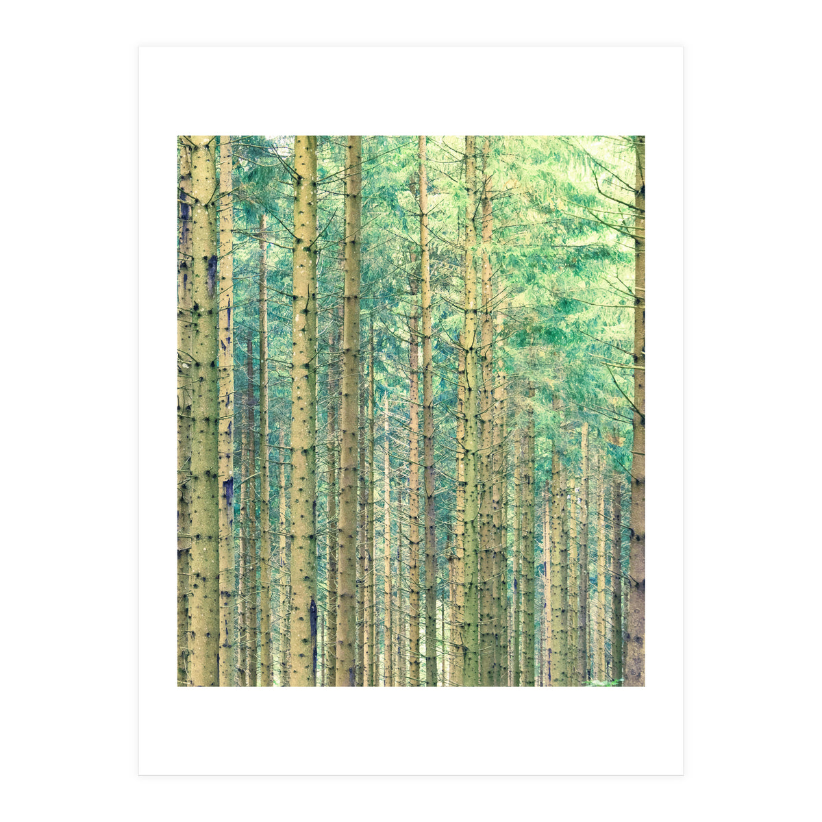 Locked In The Woods (Print Only)