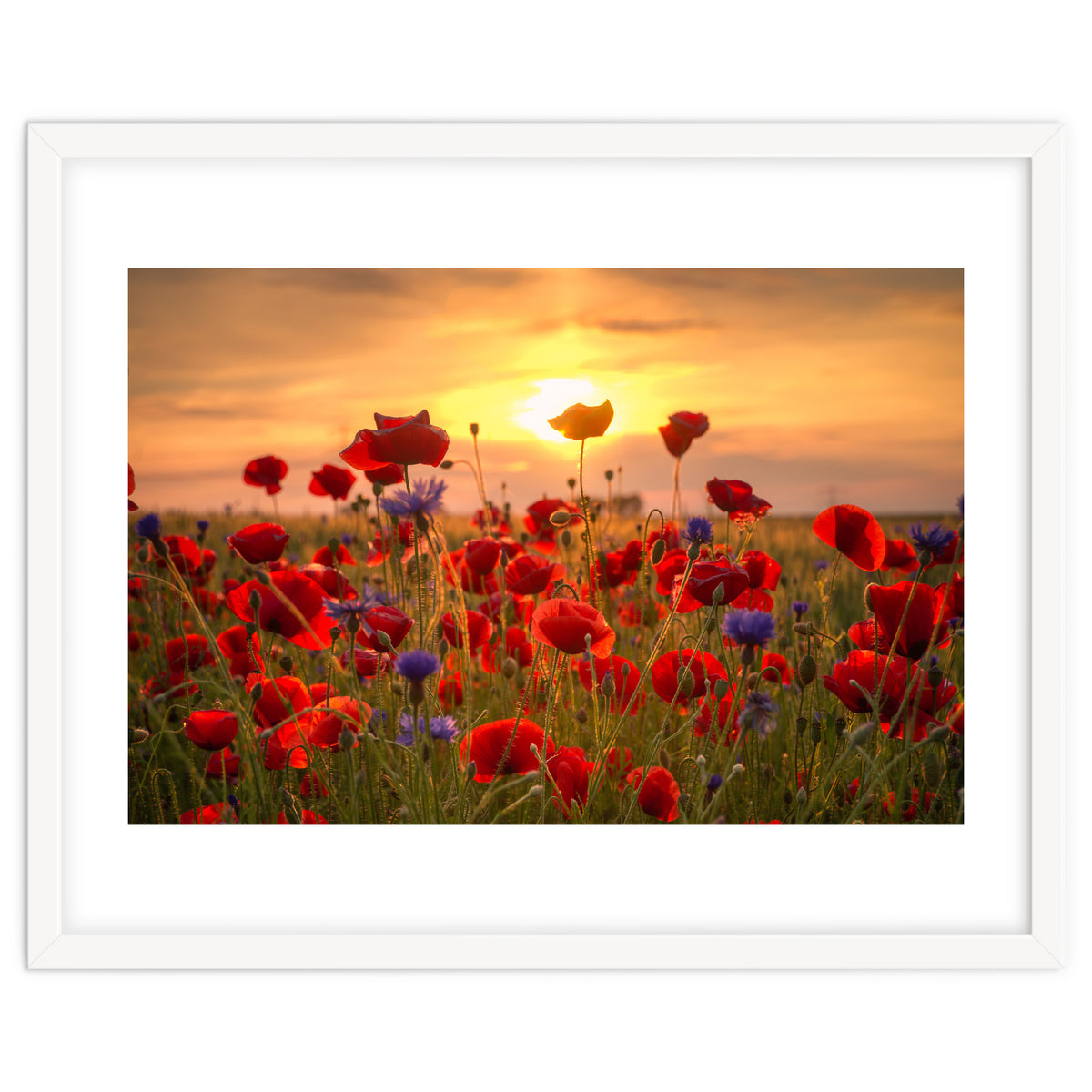 Poppies Sunset